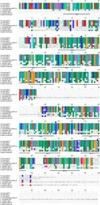 Using Transcript Levels of Nitrate Transporter 2 as Molecular Indicators to Estimate the Potentials of Nitrate Transport in Symbiodinium, Cladocopium, and Durusdinium of the Fluted Giant Clam, Tridacna squamosa